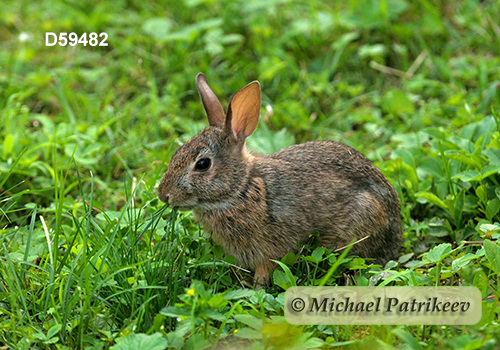 Eastern Cottontail (Sylvilagus floridanus)